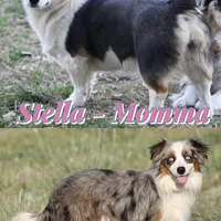 Cadbury Merle Toy Auggie, a female Pembroke Welsh Corgi and Toy Australian Shepherd for sale in Harper, TX – Photo 7 of 7