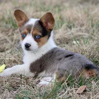 Cadbury Merle Toy Auggie, a female Pembroke Welsh Corgi and Toy Australian Shepherd for sale in Harper, TX – Photo 3 of 7