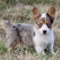 Cadbury Merle Toy Auggie, a female Pembroke Welsh Corgi and Toy Australian Shepherd for sale in Harper, TX – Photo 2 of 7