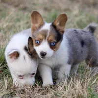 Cadbury Merle Toy Auggie, a female Pembroke Welsh Corgi and Toy Australian Shepherd for sale in Harper, TX – Photo 5 of 7