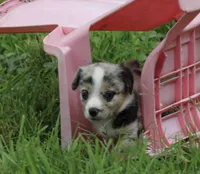 JELLYBEAN - Blue Merle Toy Auggie, a male Pembroke Welsh Corgi and Toy Australian Shepherd for sale in Harper, TX – 6 of 9
