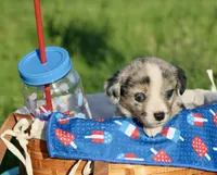 JELLYBEAN - Blue Merle Toy Auggie, a male Pembroke Welsh Corgi and Toy Australian Shepherd for sale in Harper, TX – 4 of 9