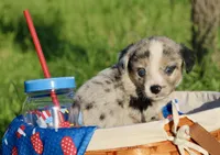JELLYBEAN - Blue Merle Toy Auggie, a male Pembroke Welsh Corgi and Toy Australian Shepherd for sale in Harper, TX – 3 of 9