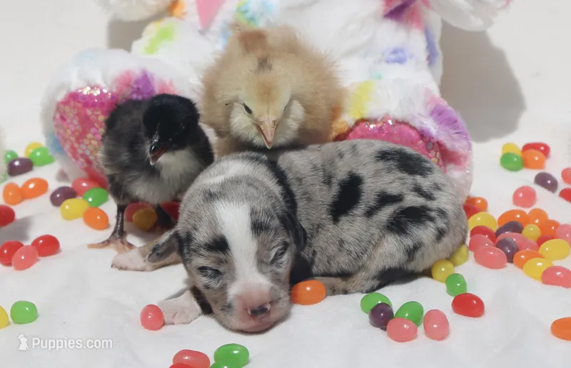 JELLYBEAN - Blue Merle Toy Auggie – Pembroke Welsh Corgi, Toy Australian Shepherd puppy for sale in Harper, TX