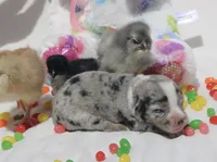 JELLYBEAN - Blue Merle Toy Auggie, a male Pembroke Welsh Corgi and Toy Australian Shepherd for sale in Harper, TX – Photo 6 of 9