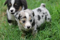 JELLYBEAN - Blue Merle Toy Auggie, a male Pembroke Welsh Corgi and Toy Australian Shepherd for sale in Harper, TX – 7 of 9