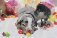 JELLYBEAN - Blue Merle Toy Auggie, a male Pembroke Welsh Corgi and Toy Australian Shepherd for sale in Harper, TX – Photo 3 of 9