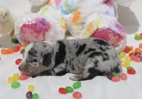 JELLYBEAN - Blue Merle Toy Auggie, a male Pembroke Welsh Corgi and Toy Australian Shepherd for sale in Harper, TX – Photo 8 of 9