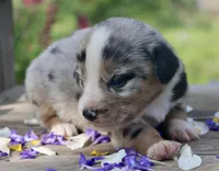JELLYBEAN - Blue Merle Toy Auggie, a male Pembroke Welsh Corgi and Toy Australian Shepherd for sale in Harper, TX – 9 of 9