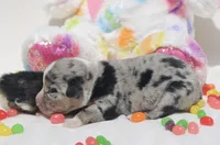 JELLYBEAN - Blue Merle Toy Auggie, a male Pembroke Welsh Corgi and Toy Australian Shepherd for sale in Harper, TX – Photo 7 of 9