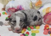 JELLYBEAN - Blue Merle Toy Auggie, a male Pembroke Welsh Corgi and Toy Australian Shepherd for sale in Harper, TX – Photo 2 of 9