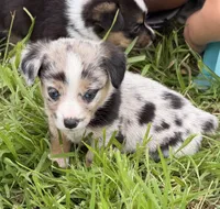 JELLYBEAN - Blue Merle Toy Auggie, a male Pembroke Welsh Corgi and Toy Australian Shepherd for sale in Harper, TX – 5 of 9