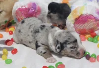 JELLYBEAN - Blue Merle Toy Auggie, a male Pembroke Welsh Corgi and Toy Australian Shepherd for sale in Harper, TX – Photo 4 of 9