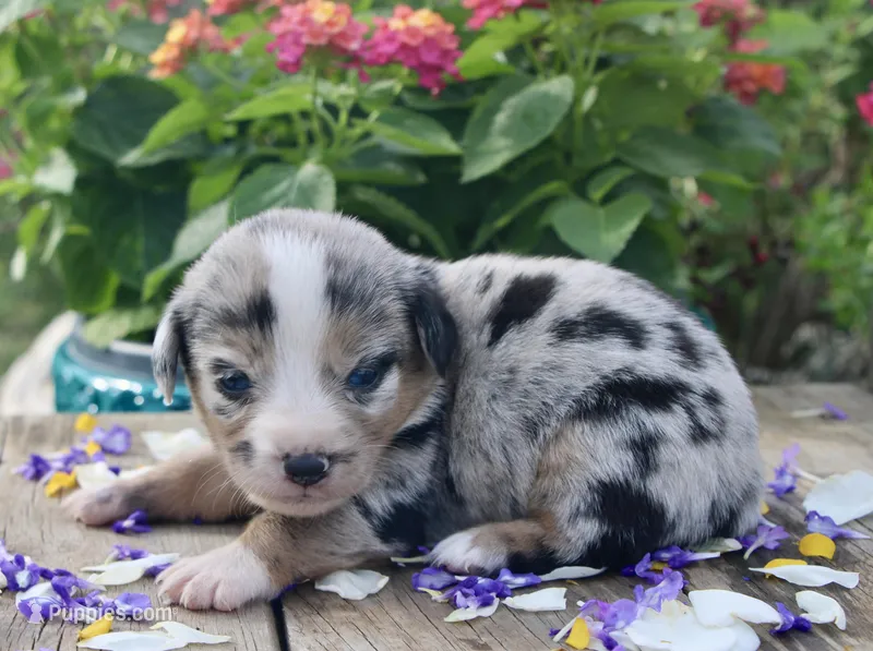 JELLYBEAN - Blue Merle Toy Auggie – Pembroke Welsh Corgi, Toy Australian Shepherd puppy for sale in Harper, TX