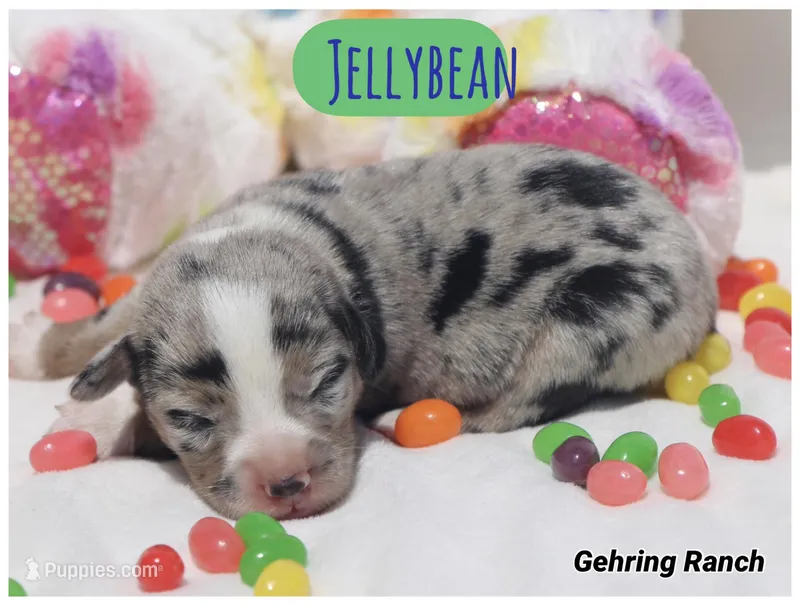 JELLYBEAN - Blue Merle Toy Auggie – Pembroke Welsh Corgi, Toy Australian Shepherd puppy for sale in Harper, TX
