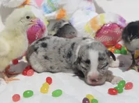 JELLYBEAN - Blue Merle Toy Auggie, a male Pembroke Welsh Corgi and Toy Australian Shepherd for sale in Harper, TX – Photo 9 of 9