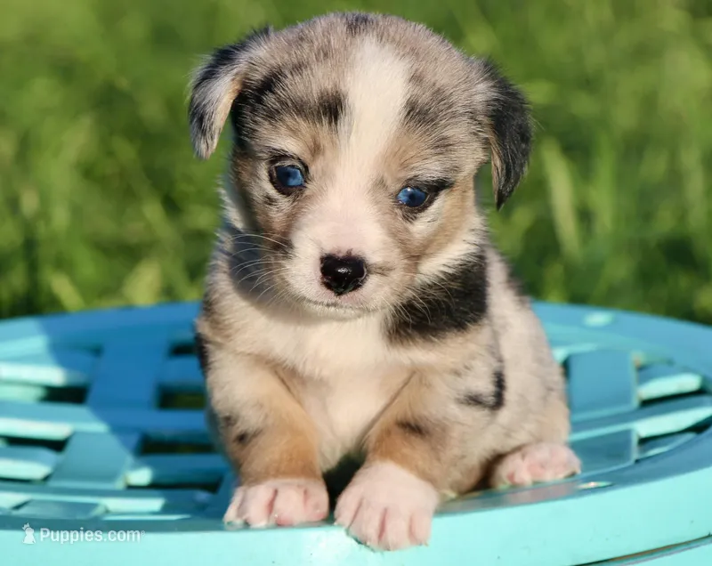 JELLYBEAN - Blue Merle Toy Auggie – Pembroke Welsh Corgi, Toy Australian Shepherd puppy for sale in Harper, TX
