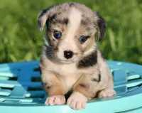 JELLYBEAN - Blue Merle Toy Auggie, a male Pembroke Welsh Corgi and Toy Australian Shepherd for sale in Harper, TX – 1 of 9