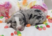 JELLYBEAN - Blue Merle Toy Auggie, a male Pembroke Welsh Corgi and Toy Australian Shepherd for sale in Harper, TX – Photo 5 of 9