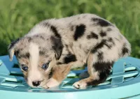 JELLYBEAN - Blue Merle Toy Auggie, a male Pembroke Welsh Corgi and Toy Australian Shepherd for sale in Harper, TX – 2 of 9
