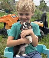 GRACE - Black Tri Toy Auggie, a female Pembroke Welsh Corgi and Toy Australian Shepherd for sale in Harper, TX – 5 of 9