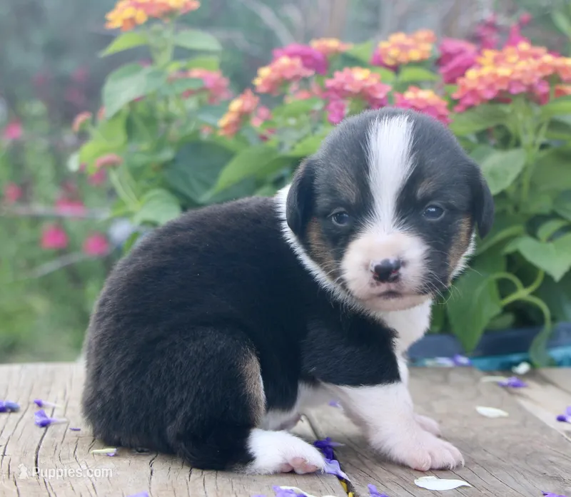GRACE - Black Tri Toy Auggie – Pembroke Welsh Corgi, Toy Australian Shepherd puppy for sale in Harper, TX