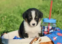 GRACE - Black Tri Toy Auggie, a female Pembroke Welsh Corgi and Toy Australian Shepherd for sale in Harper, TX – 3 of 9
