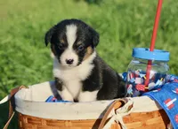 GRACE - Black Tri Toy Auggie, a female Pembroke Welsh Corgi and Toy Australian Shepherd for sale in Harper, TX – 4 of 9