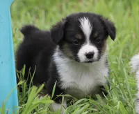 GRACE - Black Tri Toy Auggie, a female Pembroke Welsh Corgi and Toy Australian Shepherd for sale in Harper, TX – 6 of 9