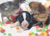 GRACE - Black Tri Toy Auggie, a female Pembroke Welsh Corgi and Toy Australian Shepherd for sale in Harper, TX – Photo 3 of 6