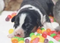 GRACE - Black Tri Toy Auggie, a female Pembroke Welsh Corgi and Toy Australian Shepherd for sale in Harper, TX – Photo 5 of 6