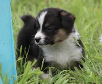 GRACE - Black Tri Toy Auggie, a female Pembroke Welsh Corgi and Toy Australian Shepherd for sale in Harper, TX – 7 of 9