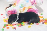 GRACE - Black Tri Toy Auggie, a female Pembroke Welsh Corgi and Toy Australian Shepherd for sale in Harper, TX – Photo 6 of 6