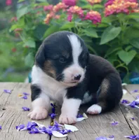 GRACE - Black Tri Toy Auggie, a female Pembroke Welsh Corgi and Toy Australian Shepherd for sale in Harper, TX – 9 of 9