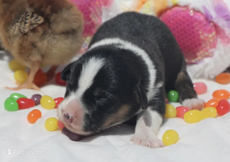 GRACE - Black Tri Toy Auggie, a female Pembroke Welsh Corgi and Toy Australian Shepherd for sale in Harper, TX – Photo 1 of 6