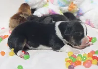 GRACE - Black Tri Toy Auggie, a female Pembroke Welsh Corgi and Toy Australian Shepherd for sale in Harper, TX – Photo 4 of 6