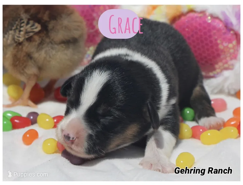 GRACE - Black Tri Toy Auggie – Pembroke Welsh Corgi, Toy Australian Shepherd puppy for sale in Harper, TX