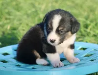 GRACE - Black Tri Toy Auggie, a female Pembroke Welsh Corgi and Toy Australian Shepherd for sale in Harper, TX – 2 of 9