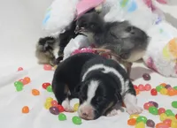 GRACE - Black Tri Toy Auggie, a female Pembroke Welsh Corgi and Toy Australian Shepherd for sale in Harper, TX – Photo 2 of 6