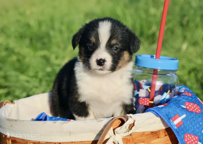 GRACE - Black Tri Toy Auggie – Pembroke Welsh Corgi, Toy Australian Shepherd puppy for sale in Harper, TX