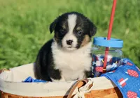 GRACE - Black Tri Toy Auggie, a female Pembroke Welsh Corgi and Toy Australian Shepherd for sale in Harper, TX – 1 of 9