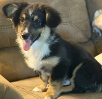 Banner - Black Tri Toy Auggie, a male Pembroke Welsh Corgi and Toy Australian Shepherd for sale in Harper, TX – 7 of 7