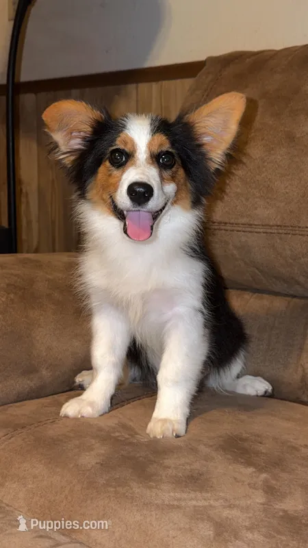 Sam - Fluffy Toy Auggie – Pembroke Welsh Corgi, Toy Australian Shepherd puppy for sale in Harper, TX