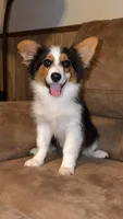 Sam - Fluffy Toy Auggie, a male Pembroke Welsh Corgi and Toy Australian Shepherd for sale in Harper, TX – 1 of 2