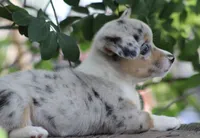 CHIRP - Blue Merle Toy Auggie, a male Pembroke Welsh Corgi and Toy Australian Shepherd for sale in Harper, TX – 10 of 10