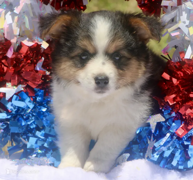 Freedom - Fluffy Toy Auggie – Pembroke Welsh Corgi, Toy Australian Shepherd puppy for sale in Harper, TX