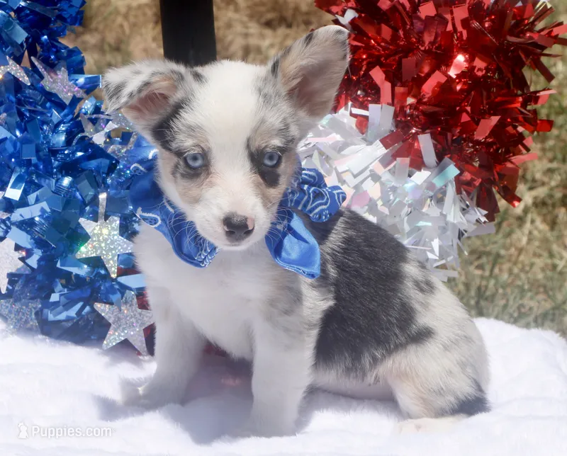 Liberty - Toy Merle Auggie – Pembroke Welsh Corgi, Toy Australian Shepherd puppy for sale in Harper, TX