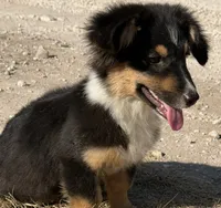 Banner - Black Tri Toy Auggie, a male Pembroke Welsh Corgi and Toy Australian Shepherd for sale in Harper, TX – 6 of 7