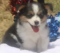 Freedom - Fluffy Toy Auggie, a female Pembroke Welsh Corgi and Toy Australian Shepherd for sale in Harper, TX – 2 of 2