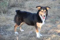 Roxy, a female Cardigan Welsh Corgi and Toy Australian Shepherd for sale in Harper, TX – 2 of 2